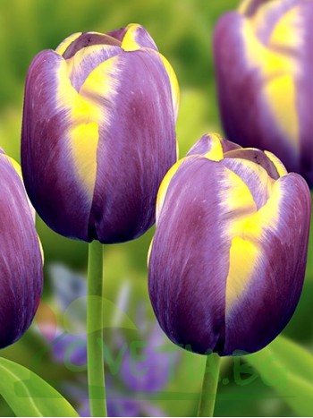  Лале (Tulipa 'Arabian Beauty') T18